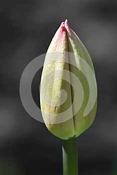 Tulip Bud with Pink at the Tip