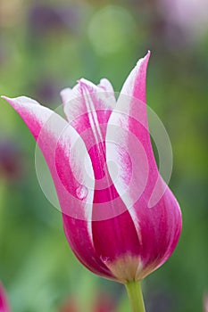 tulip bud of purple-white color and green leaves close-up