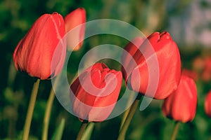 Tulip bud. Red tulip. Red Tulip Flower. Macro of red Tulips blooming