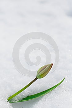 Tulip bud under the snow in the spring