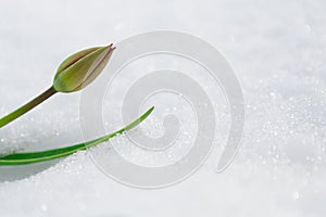 Tulip bud under the snow in the spring