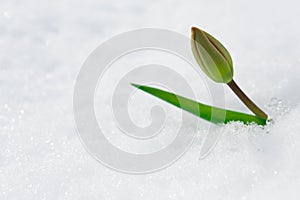 Tulip bud under the snow in the spring