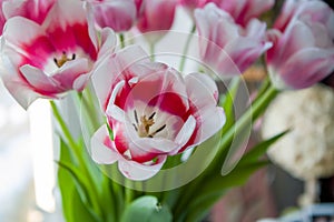 Tulip bud unfolded , a bouquet of flowers.