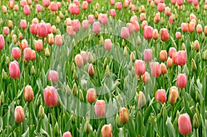 Tulip buds photo