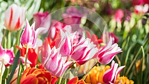 tulip buds of purple-white color and green leaves close-up