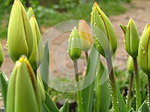 Tulip buds. Spring flowers after rain with waterdrops. Closeup.