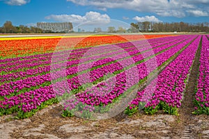 Tulip bulb farm in Holland, Lisse, the Netherlands, gardening, cultivation