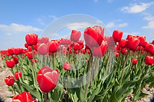 Tulip bulb fields in Holland