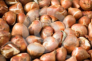 Tulip bulbs background