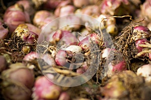 Tulip bulbs background