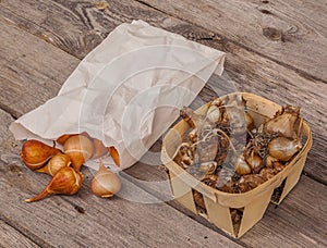 Tulip bulbs and bulbs of daffodils on the wooden table.