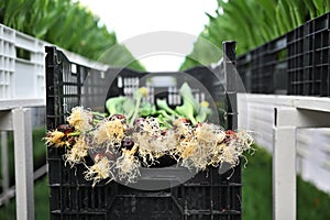 tulip bulbs in close-up on the background of a greenhouse with flowers.