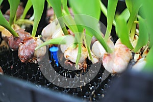 tulip bulbs in close-up on the background of a greenhouse with flowers.