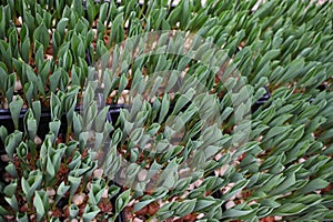 tulip bulbs in close-up on the background of a greenhouse with flowers.