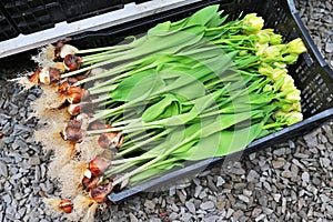 tulip bulbs in close-up on the background of a greenhouse with flowers.