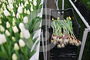 tulip bulbs in close-up on the background of a greenhouse with flowers.