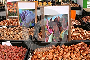 Tulip bulbs at the Singel Flower market in Amsterdam, Netherlands