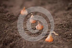 Tulip Bulbs on the ground, autumn works in the garden.