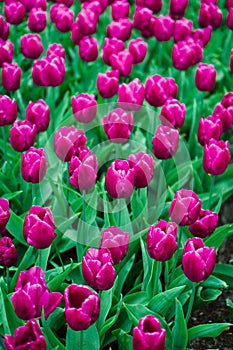 Tulip bulbs, Keukenhof garden, Holland