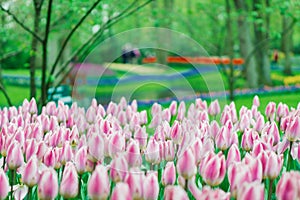 Tulip bulbs, Keukenhof garden, Holland