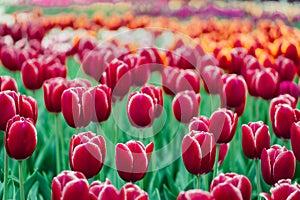 Tulip bulbs, Keukenhof garden, Holland