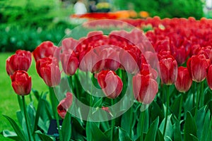 Tulip bulbs, Keukenhof garden, Holland
