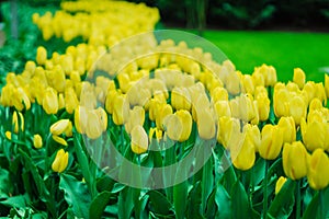 Tulip bulbs, Keukenhof garden, Holland
