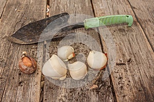 Tulip bulbs next to a shovel on a wooden table