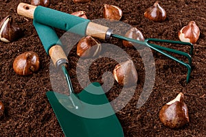 Tulip bulbs planting background. Fall tulips planting and gardening close up studio still life. Tulip bulbs and gardening tools.