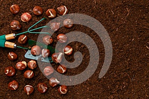 Tulip bulbs planting background. Fall tulips planting and gardening flat lay still life template with copy space.