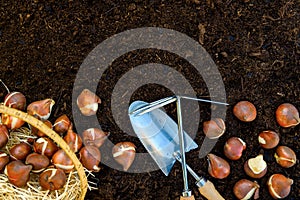 Tulip bulbs planting background. Fall tulips planting and gardening flat lay still life template with copy space.