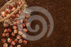 Tulip bulbs planting background. Fall tulips planting and gardening flat lay still life template with copy space. Tulip bulbs.