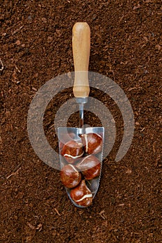 Tulip bulbs planting background. Fall tulips planting and gardening flat lay studio still life. Tulip bulbs and a hand trowel.