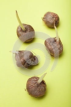 Tulip bulbs before planting isolated on a green background