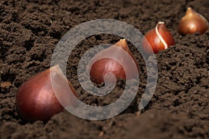 Tulip bulbs in soil. Planting tulip bulbs in the ground in the fall in your garden. The concept of gardening, truck farming, dacha