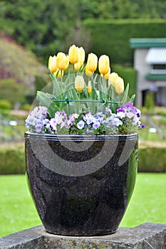 Tulip in the Butchart Gardens. Victoria BC.