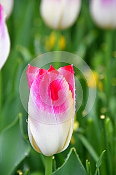 Tulip in the Butchart Gardens. Victoria BC.