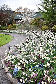 Tulip in the Butchart Gardens. Victoria BC.