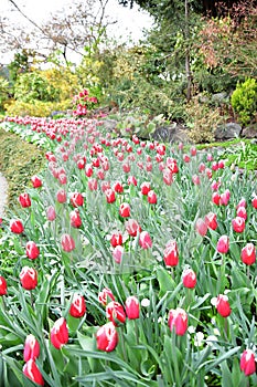 Tulip in the Butchart Gardens. Victoria BC.