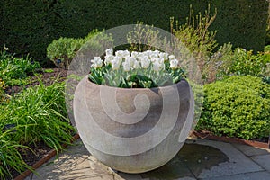 Tulip calgary in bloom in earthernware plant pot