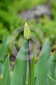 Tulip Candela photo