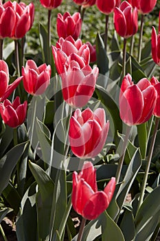 Tulip Candy Apple Delight, red and white flowers in spring