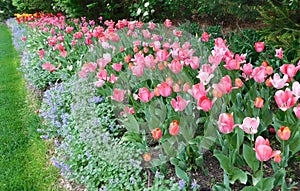 Tulip And Carpet Bugle