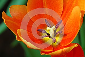 Tulip close up photo