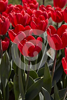 Tulip Cherry Delight, red flowers in spring sunlight