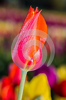 Tulip close up