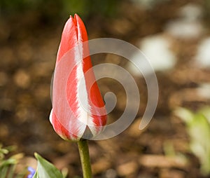 Tulip closed photo