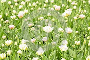 Tulip. Closeup view of fresh beautiful tulips on field, space for text. Blooming spring flowers.