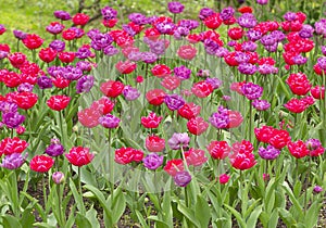 Tulip. Closeup view of fresh beautiful tulips on field, space for text. Blooming spring flowers.