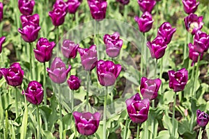 Tulip. Closeup view of fresh beautiful tulips on field, space for text. Blooming spring flowers.